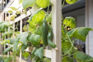 Vegetables grow in hydroponic planters inside Mill180 Park in Easthampton. (Katherine Davis-Young for NEPR)